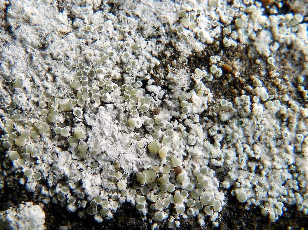 Lecanora sp. ?